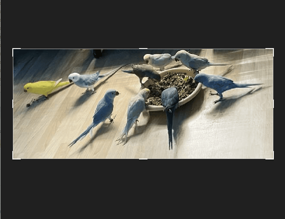 Indian Ringneck Parakeet image 1