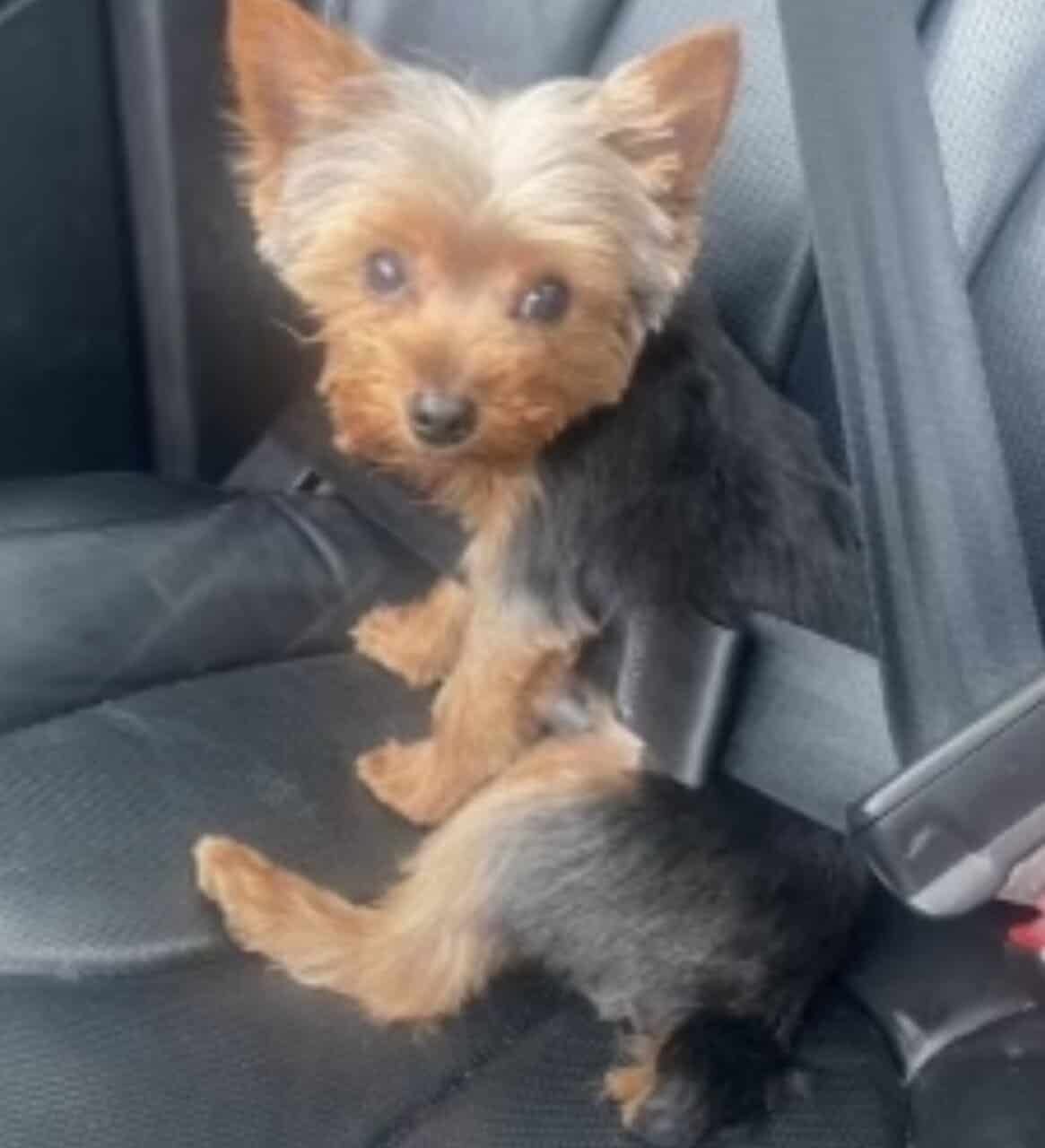 Registered Yorkie image 6
