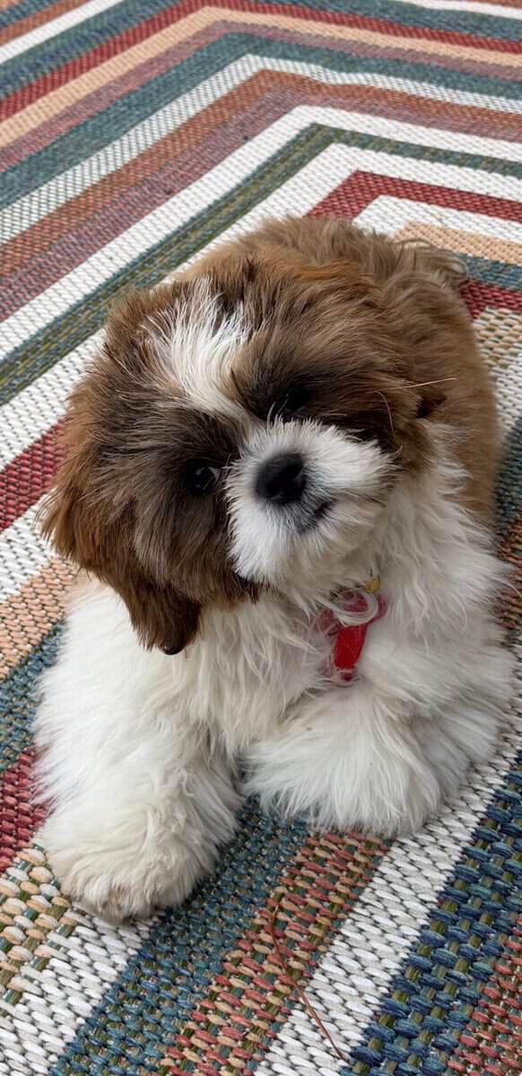 Shih Tzu for sale image 4