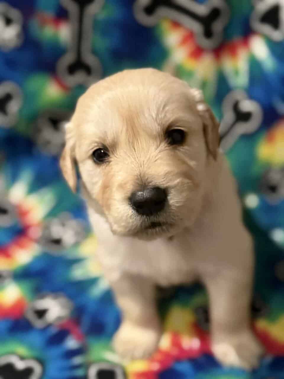 Golden Retriever Puppies image 2