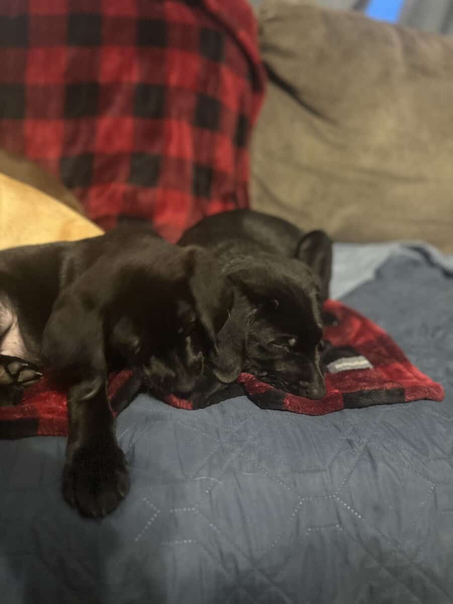 Labrador Retriever Puppies image 6