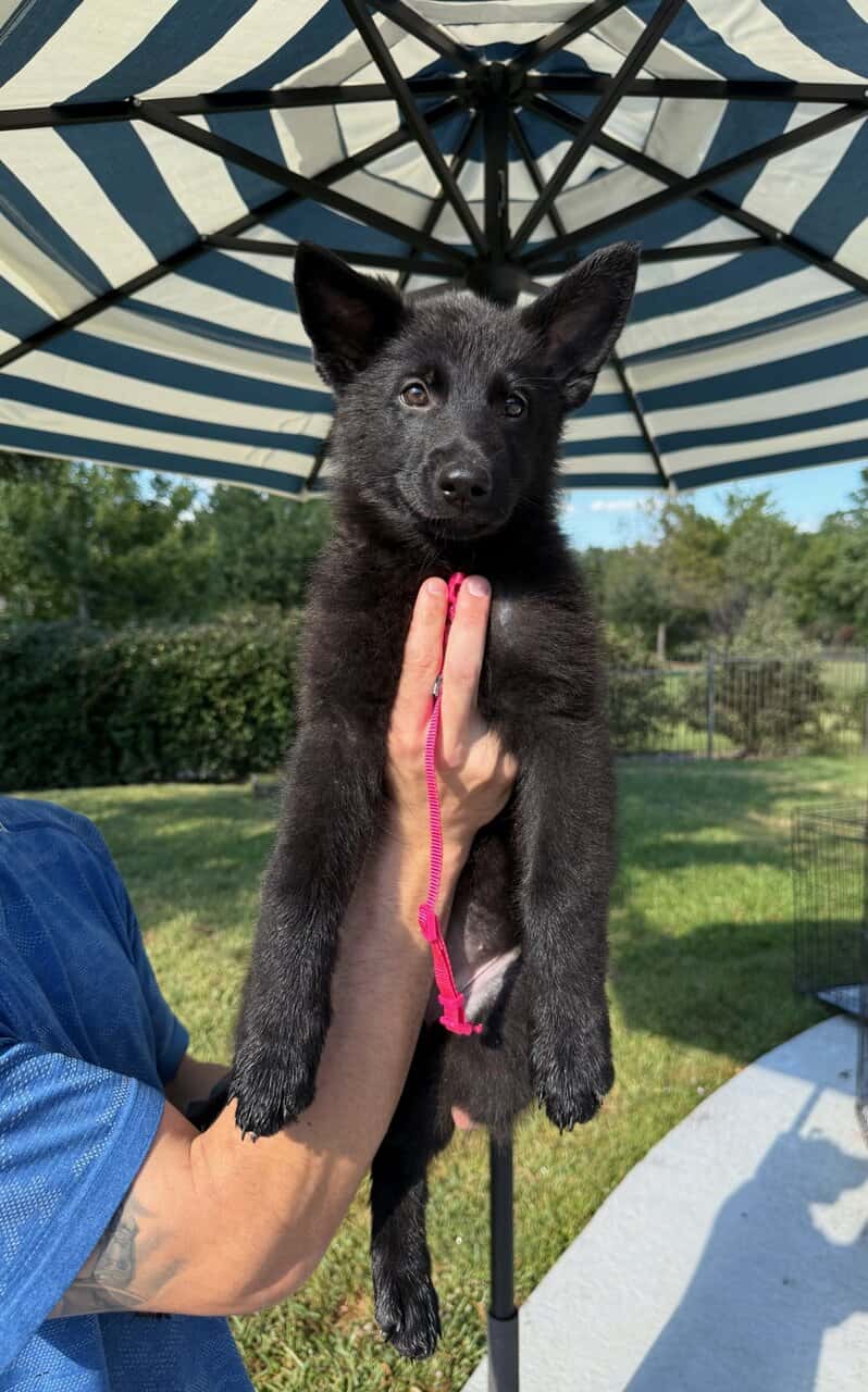 Black German Shepherd puppies 9-wks image 4