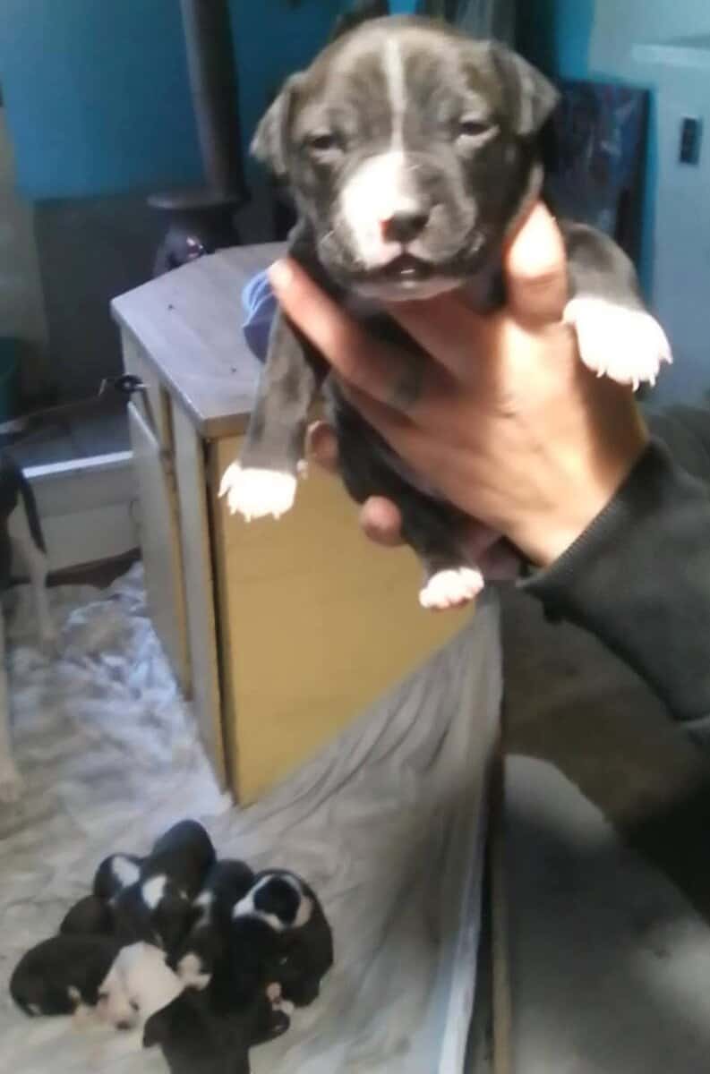 Cute pitbull pups image 2