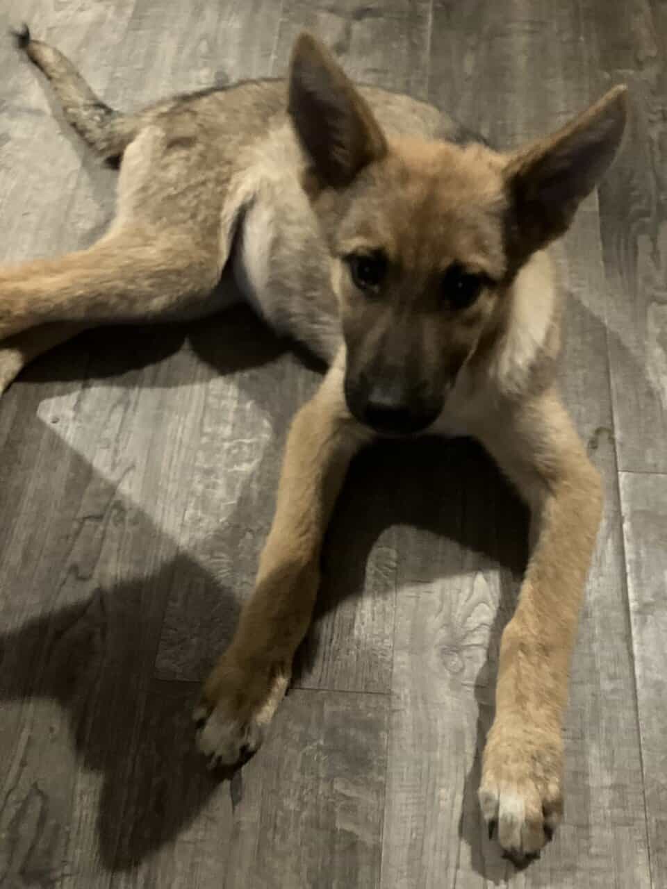 German Shepard Husky Puppies image 1