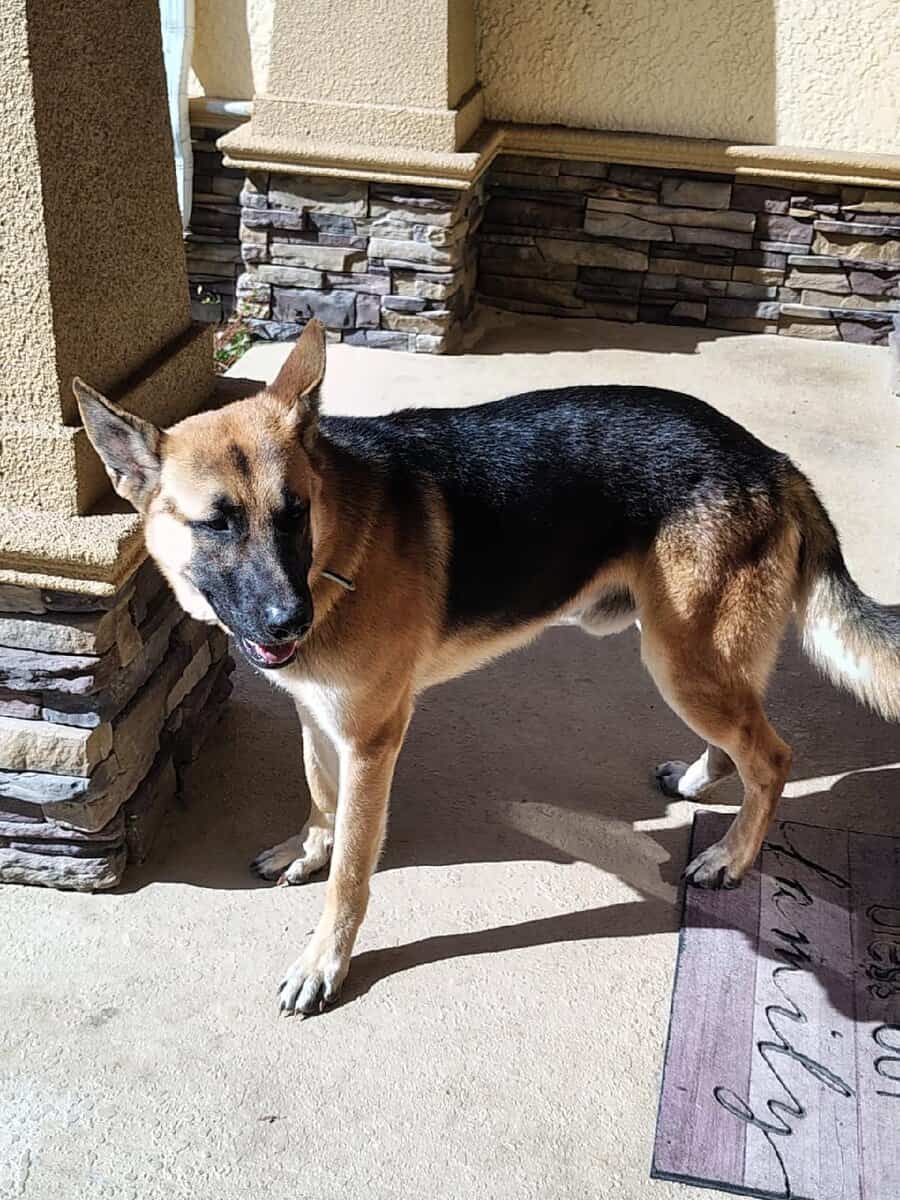 German Shepherd image 7