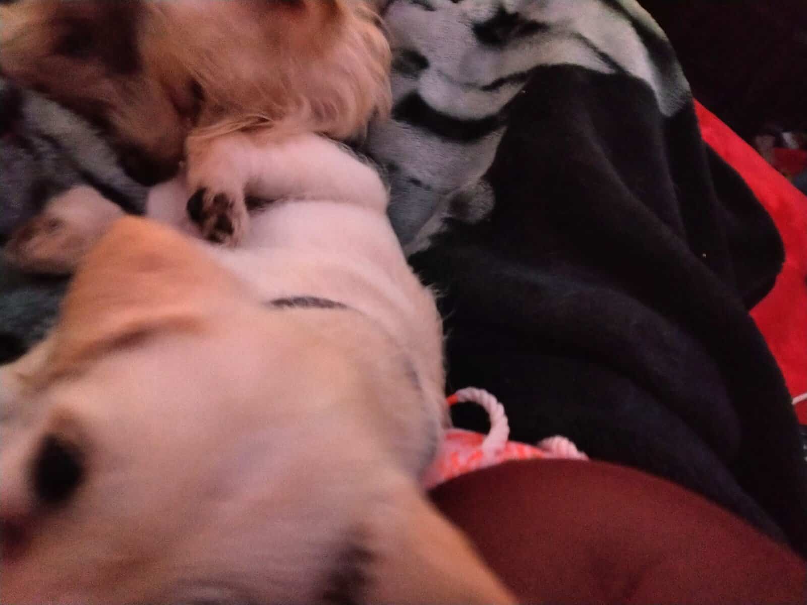 I have 3 puppies for sell image 1