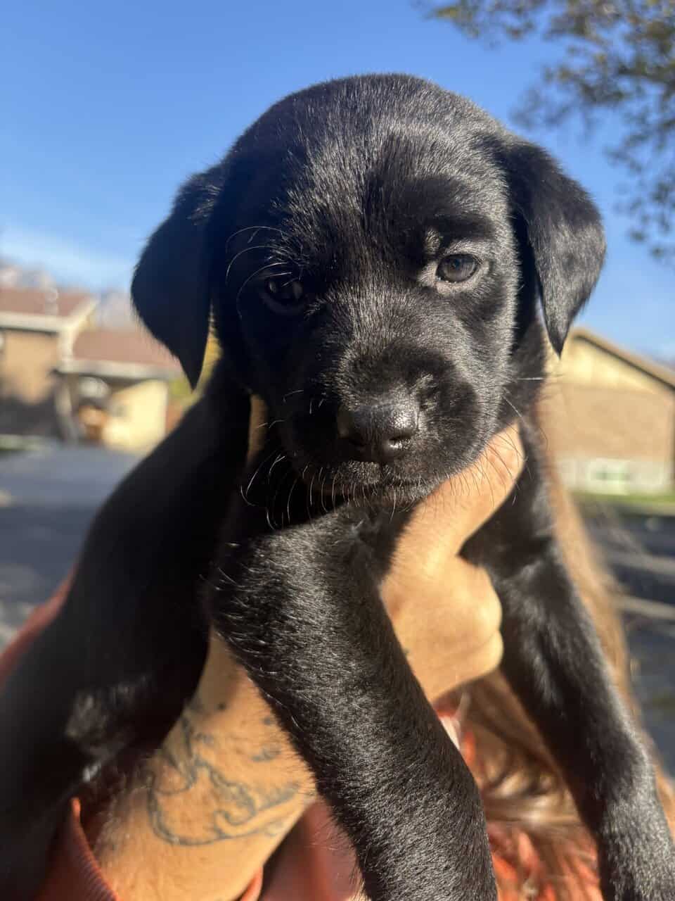 Lab × Husky Puppies Looking for Loving Homes! image 3