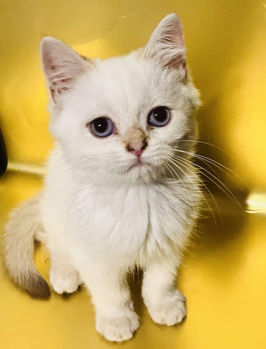British Shorthair | Phoenix az image 5