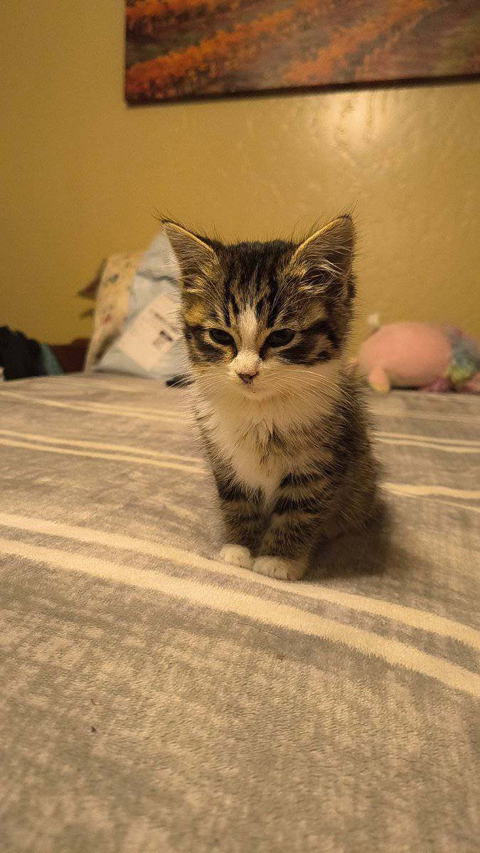 Rehoming 5-6 week old kitten image 5
