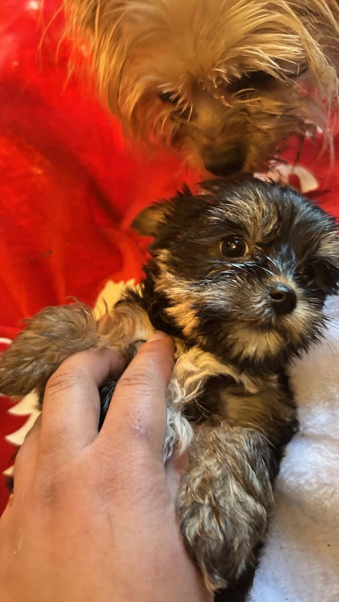 Yorkies/small/health guarantee/shots/deworm/idaho image 5