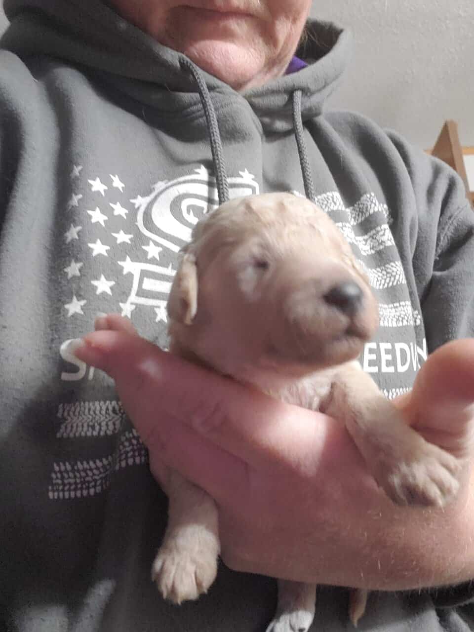 Goldendoodle puppies image 4