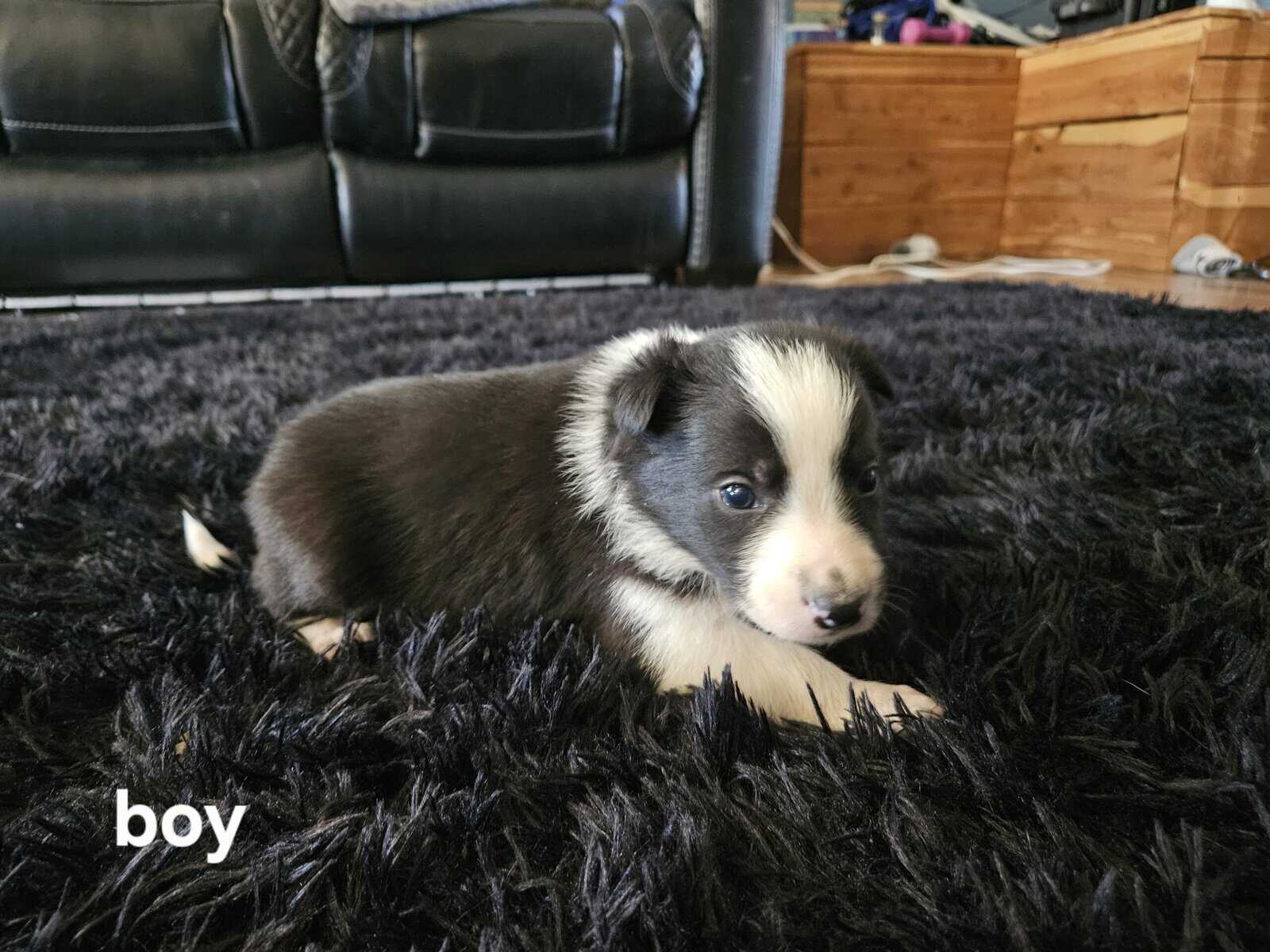 Border Collie Puppies image 2