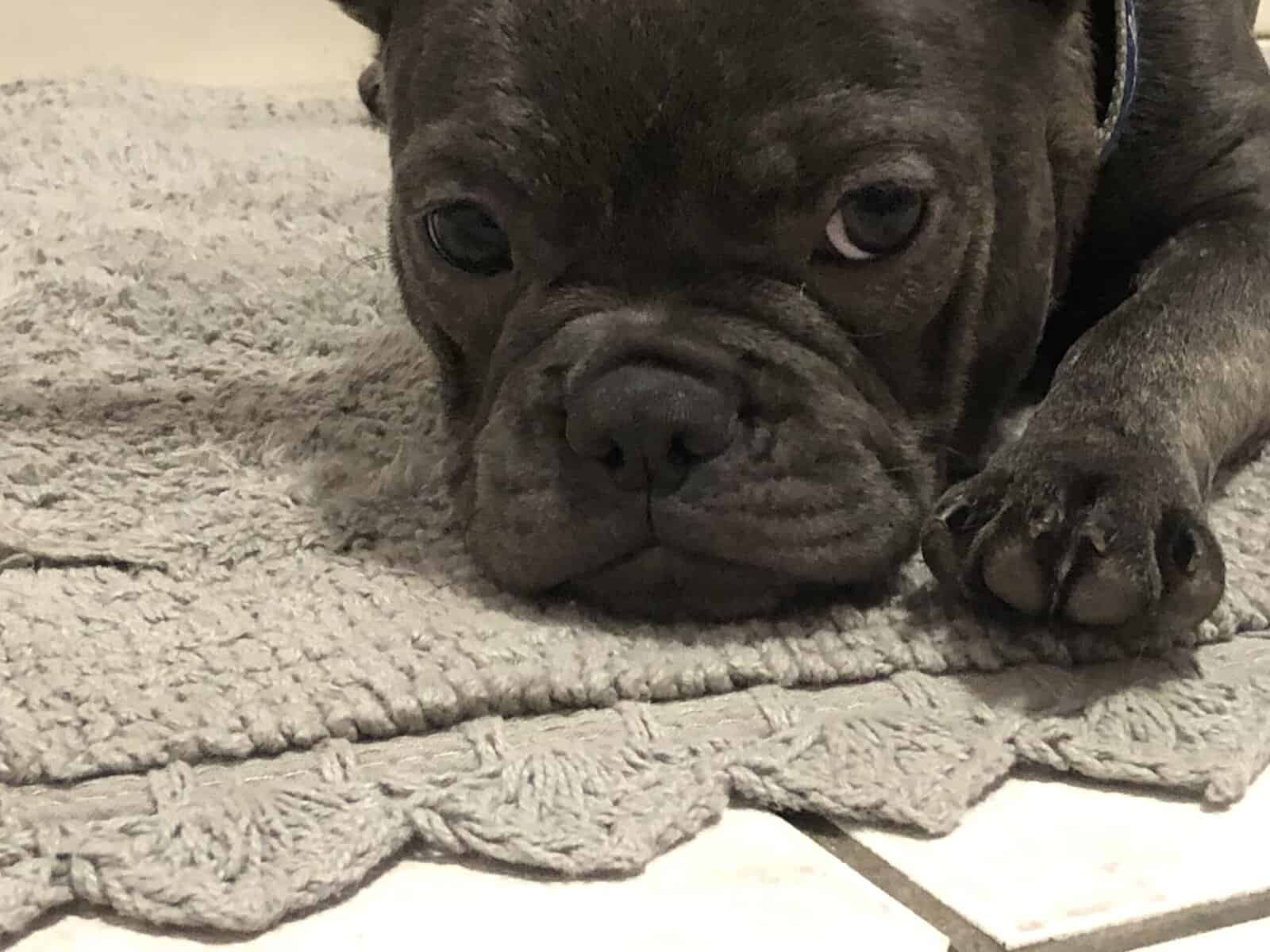 Female frenchie needs home image 4