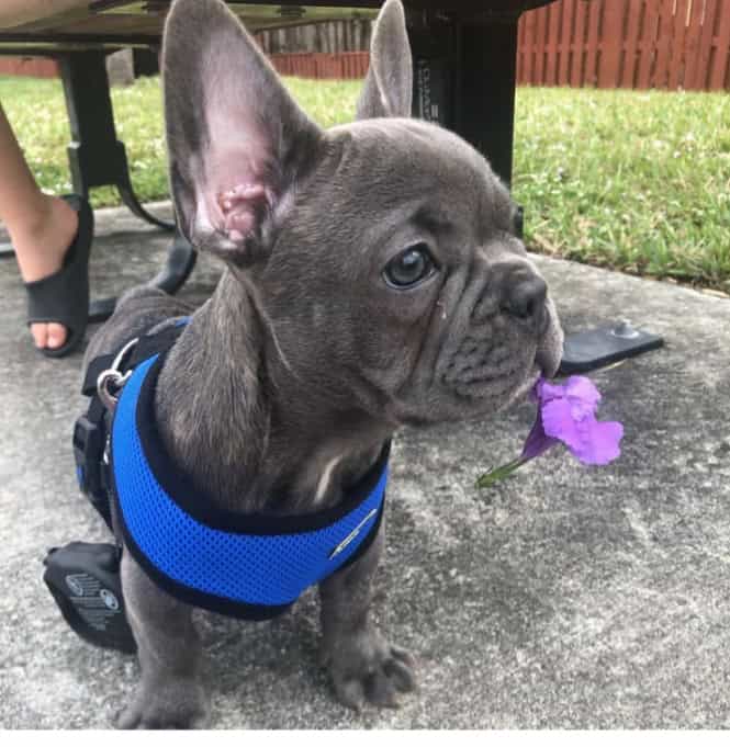 French Bulldog for sale image 1