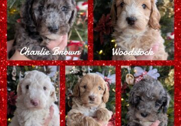Micro Mini Goldendoodle Puppies