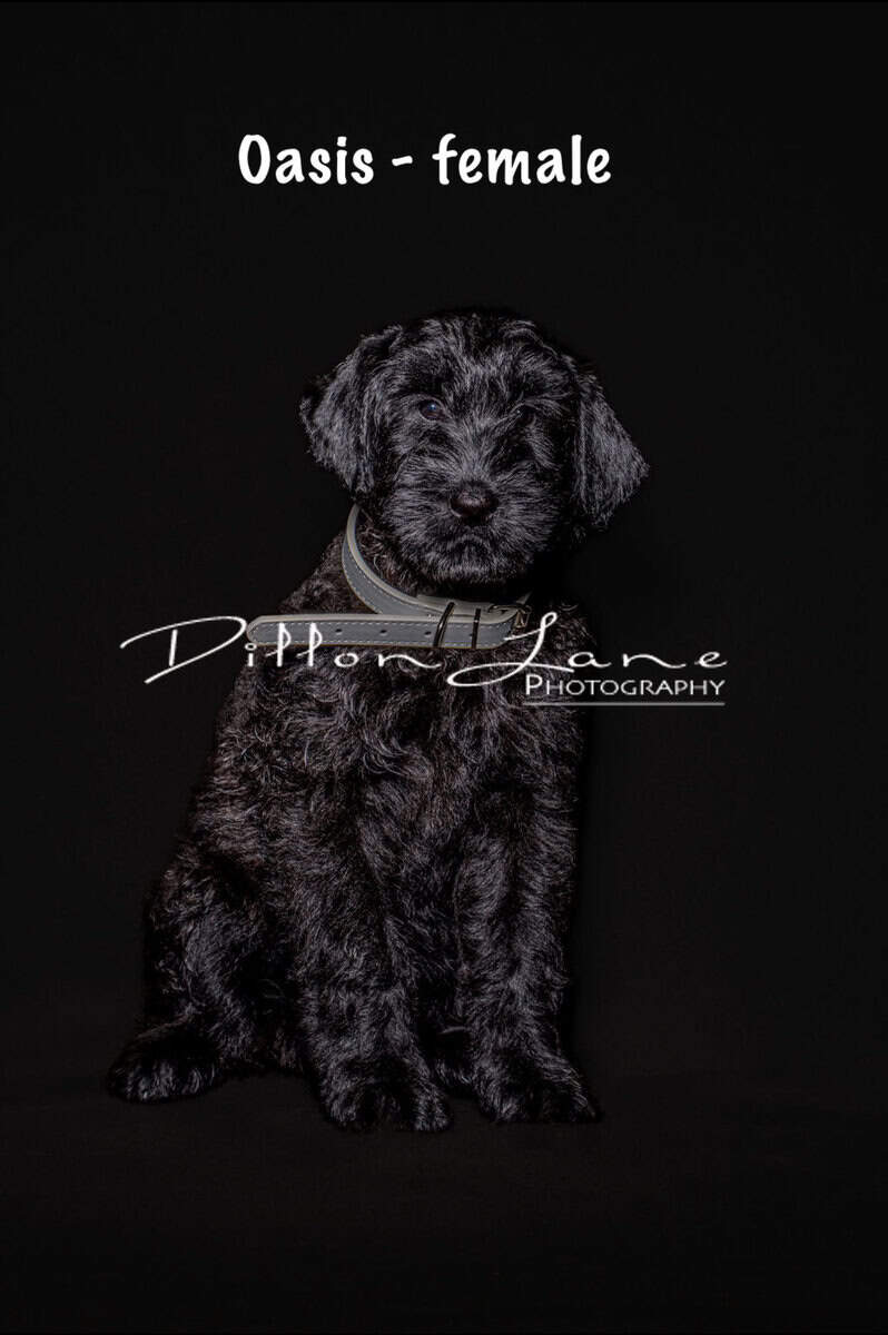 Giant Schnauzer Puppies image 2
