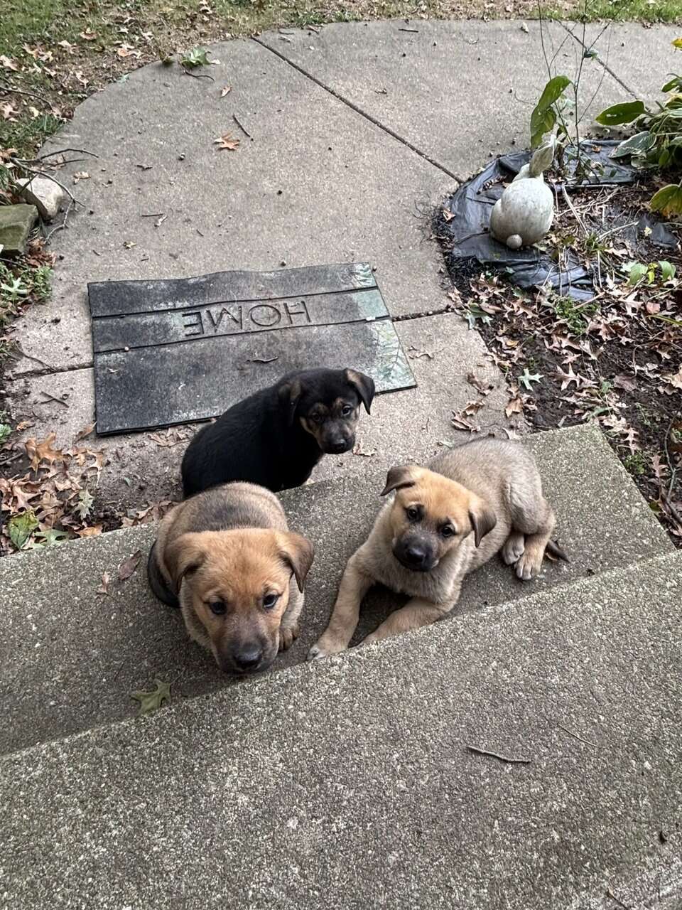 German Shepherd Rottweiler Great Pyrenees Pups 8w image 3