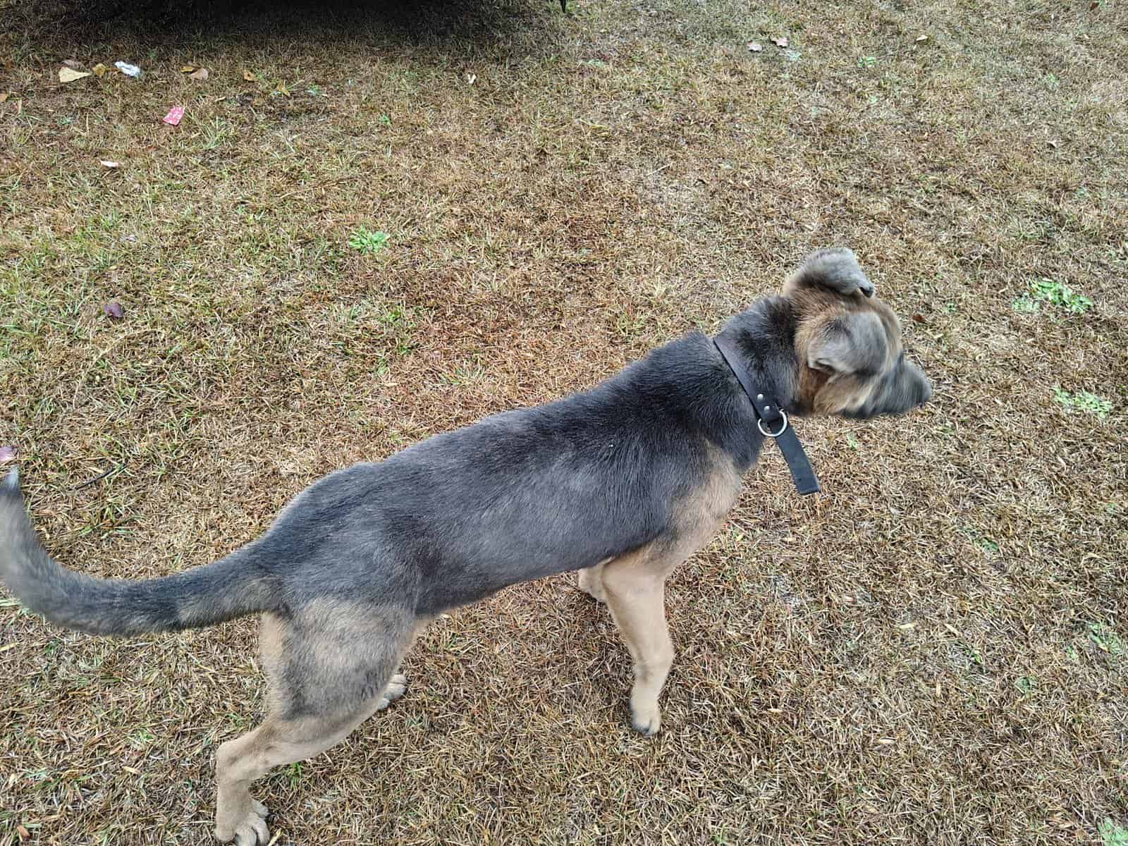 11 month old German shepherd mix image 3