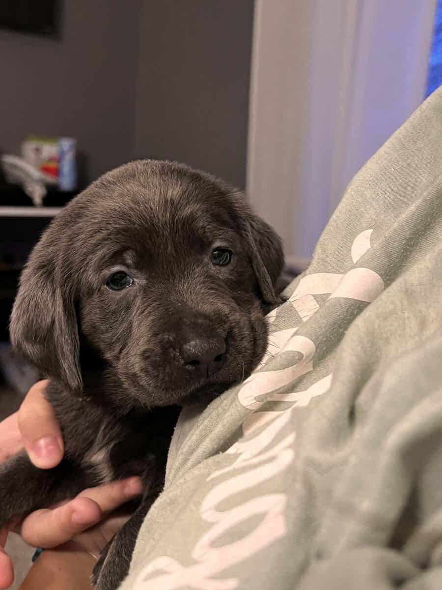 Sweet charcoal and yellow lab puppies! image 3