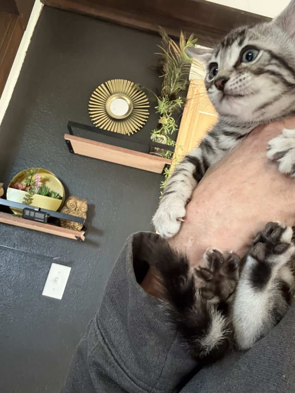 Bengal image 2