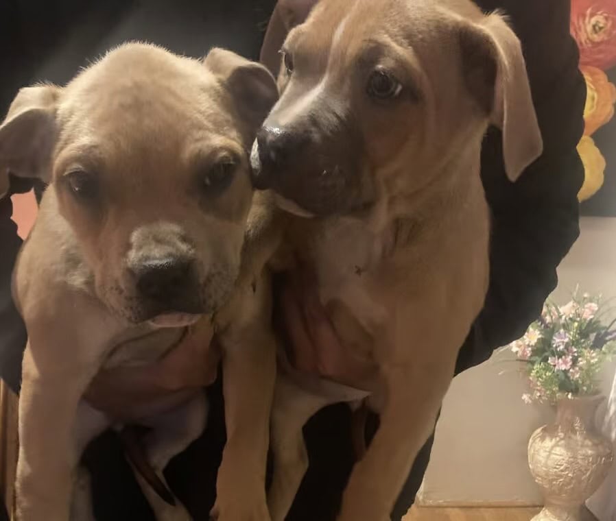 Free puppies image 1