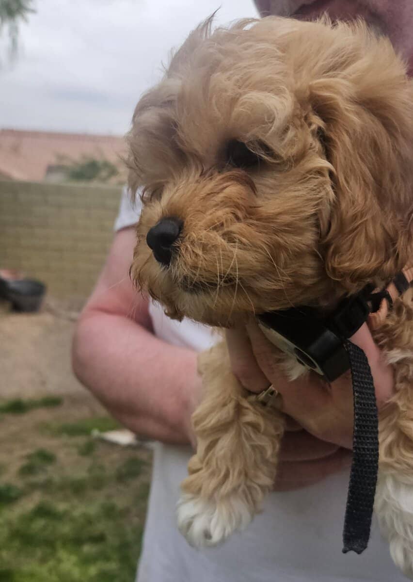 Cavapoochon puppy Clove (blue) image 1