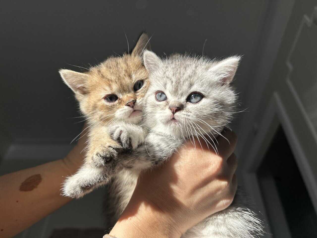 Scottish kittens image 11