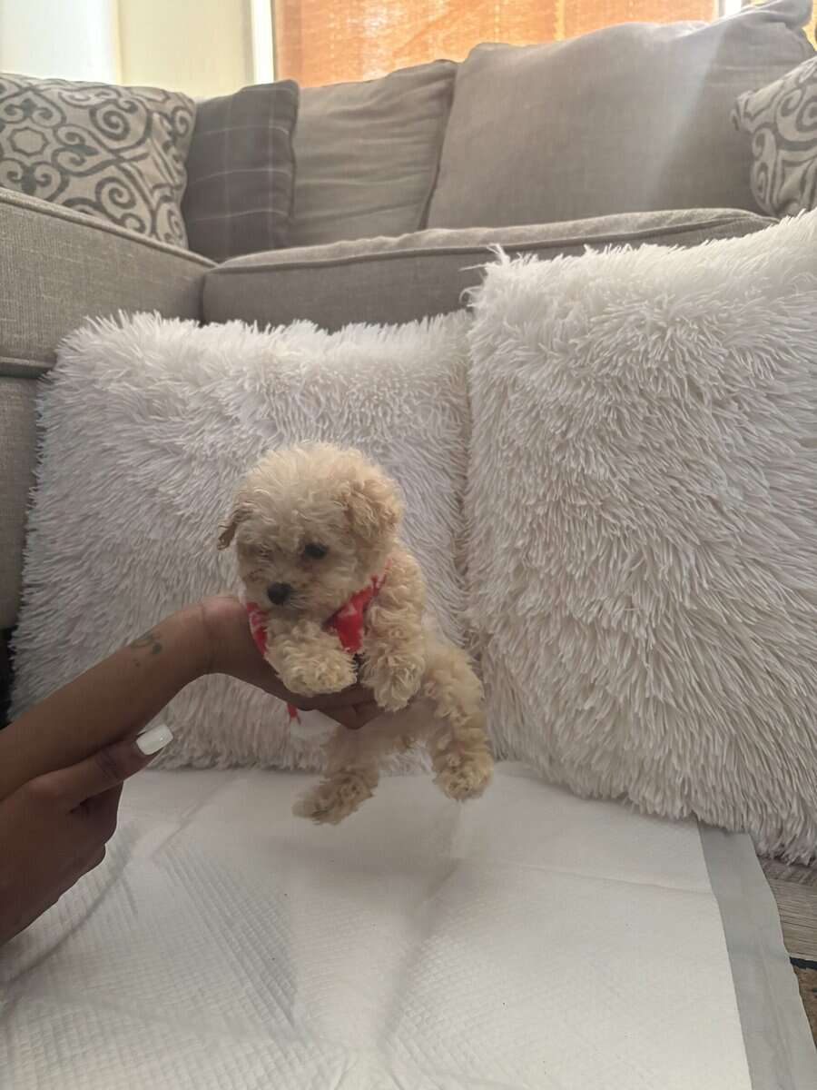 Bichon Puppies image 2