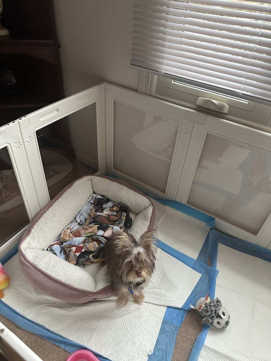 Cute female puppy image 1