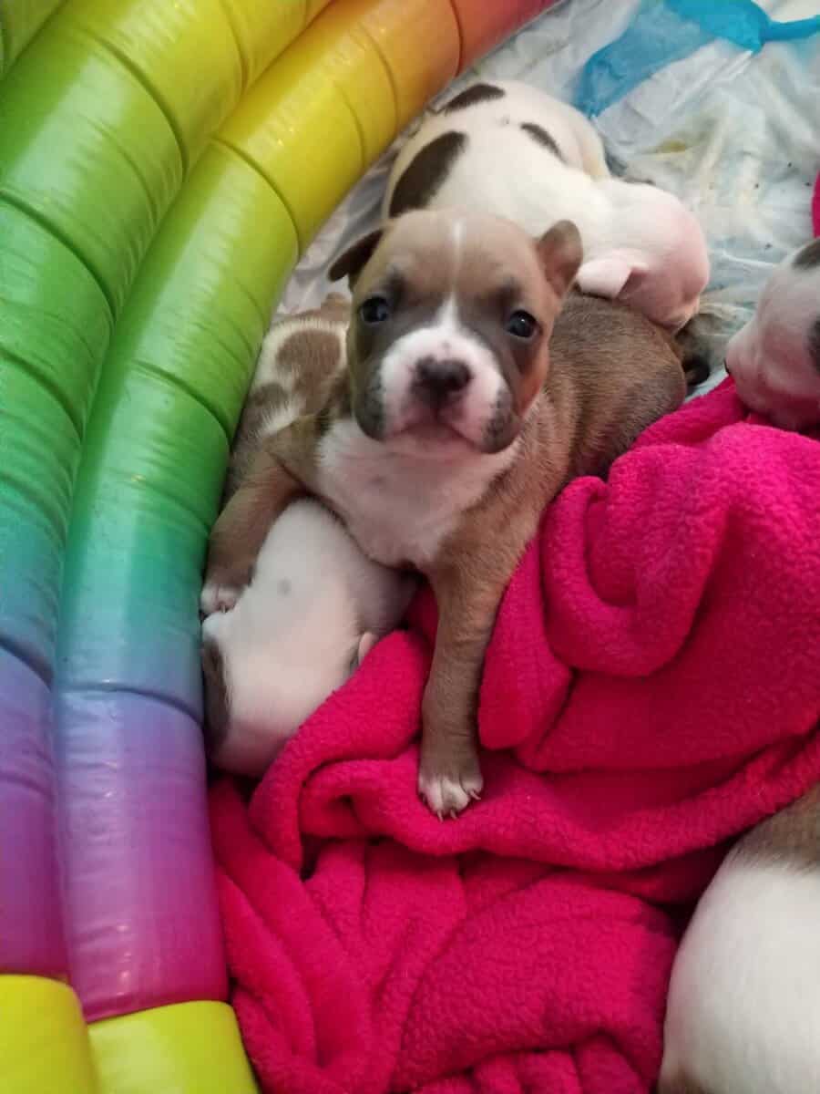 Premium Pocket Bully Puppies – Males & Females image 1