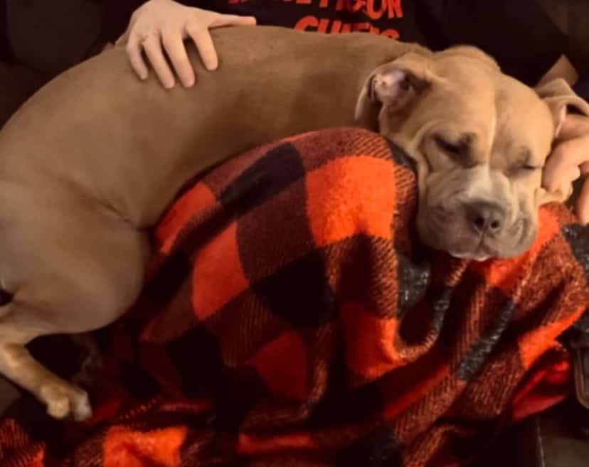 Rehoming Sammie image 3