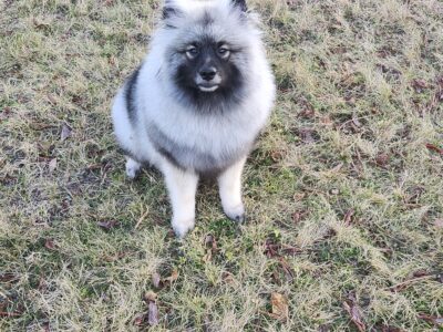 Keeshond Puppy