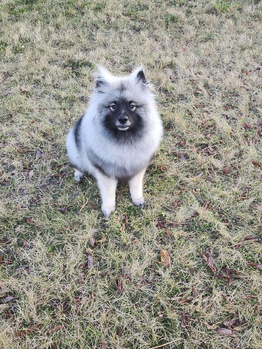 Keeshond Puppy image 1