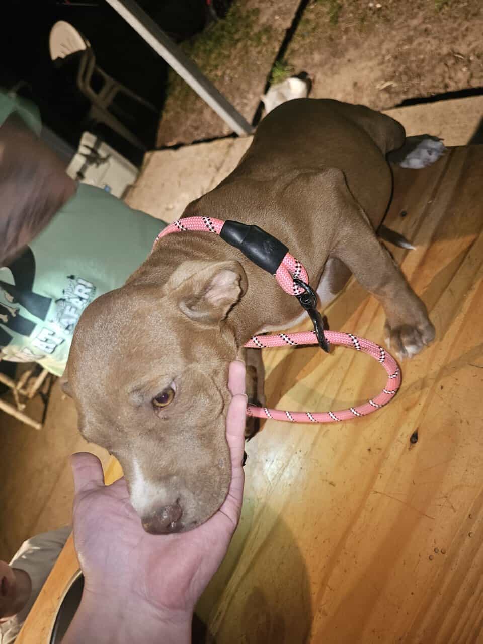Pit puppies image 2