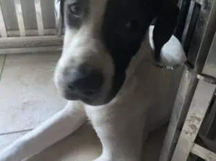 American Bandogge XXL