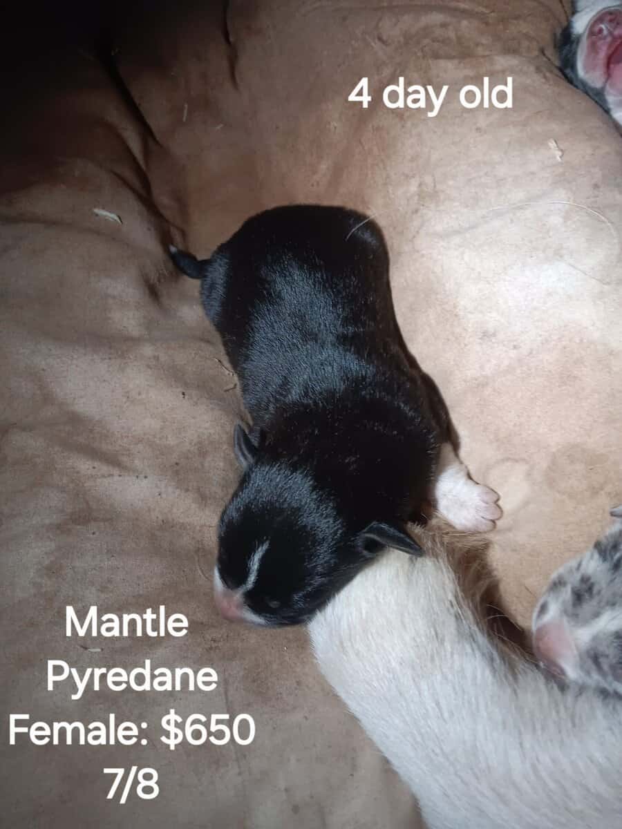 GREAT PYRE-DANE PUPPIES image 8