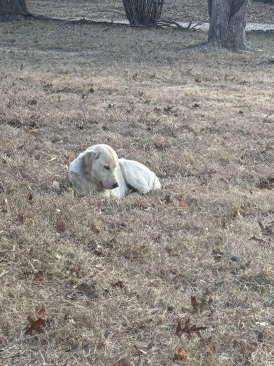 Male Lab puppy image 3