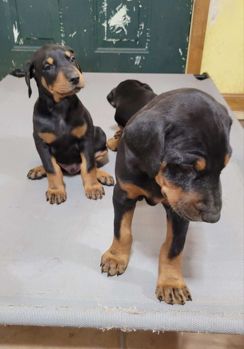 Doberman Puppies image 3