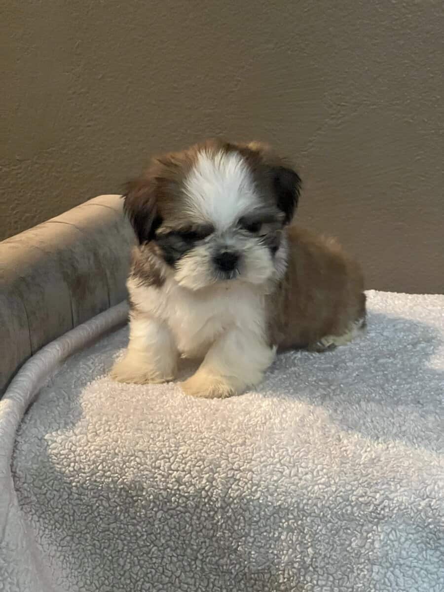 Shih Tzu puppies image 1