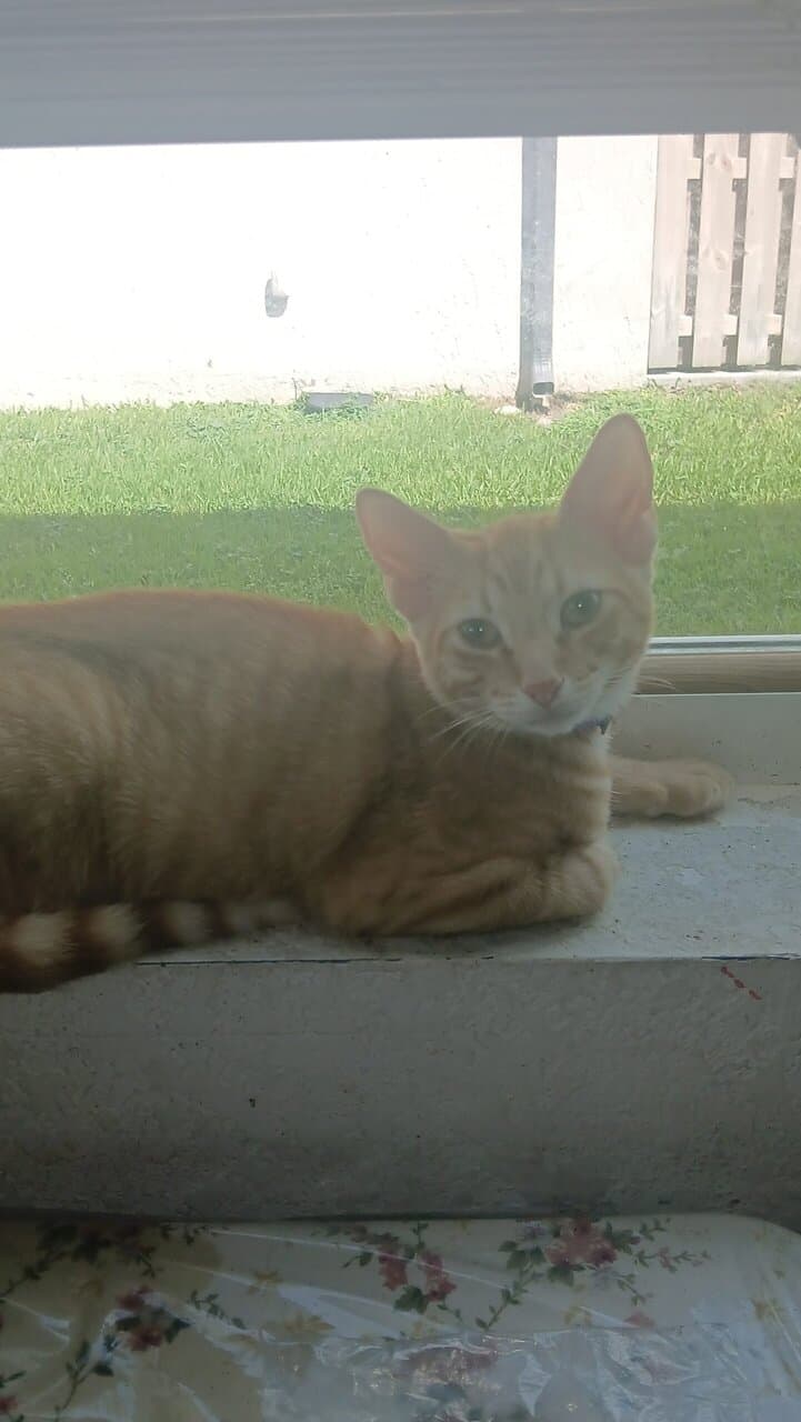 5 month old kittens image 4