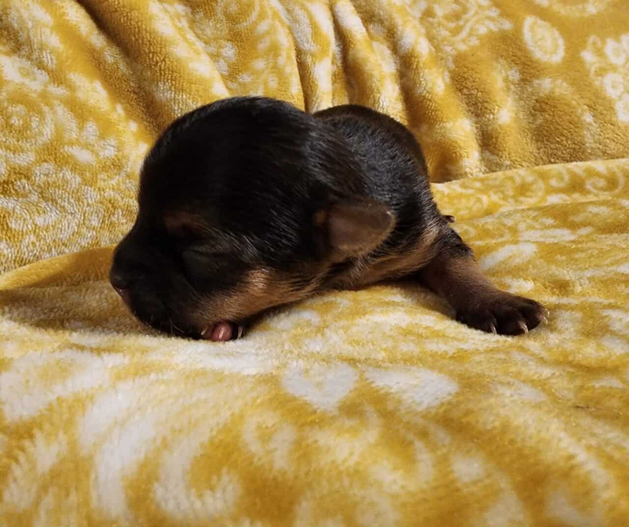 Yochi Puppies image 2