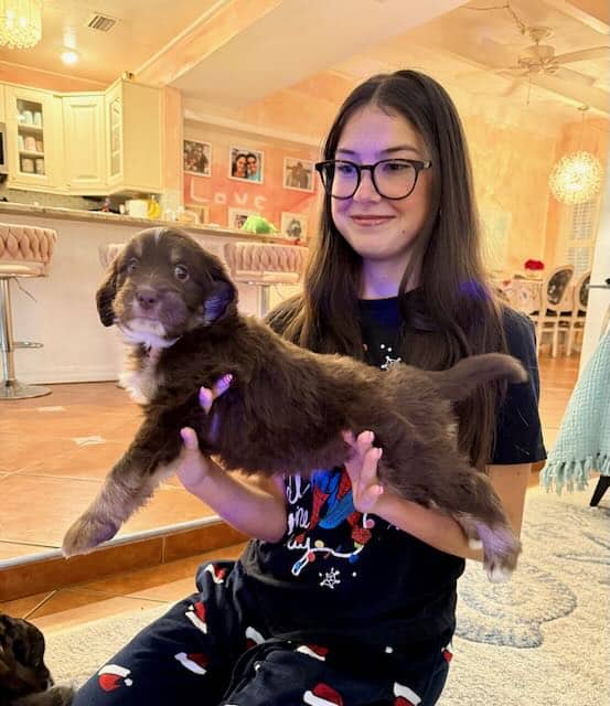 Aussipoo Puppies image 6