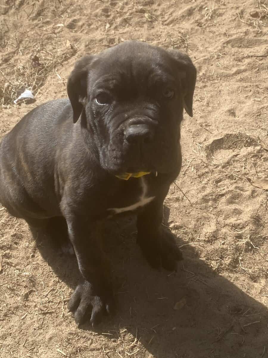 Cane Corso Puppies image 13