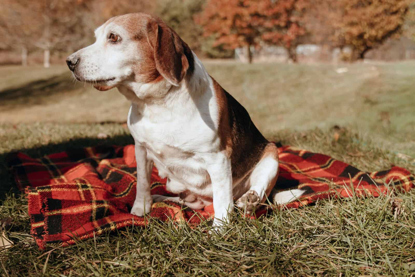 Beagle puppies (Michigan area) before Christmas image 3