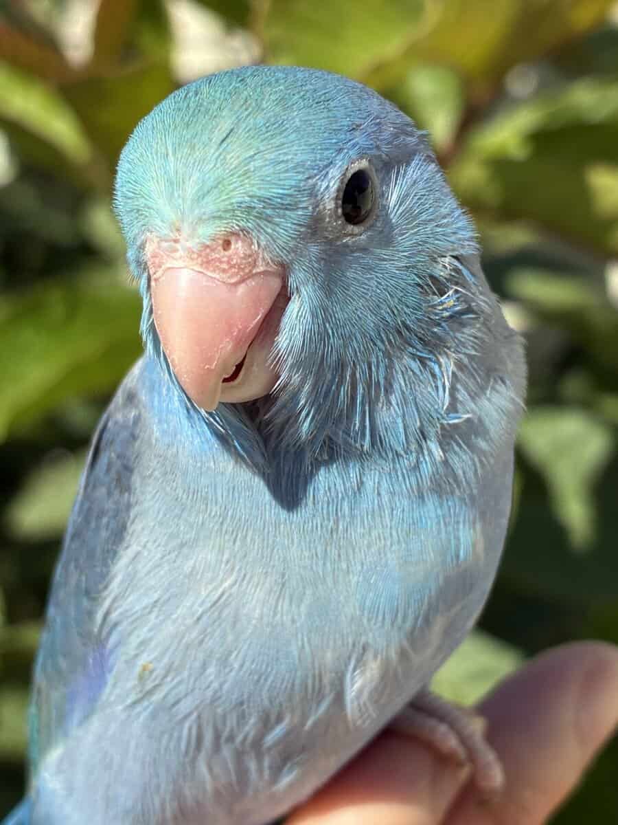 100% Tame Parrotlet image 3