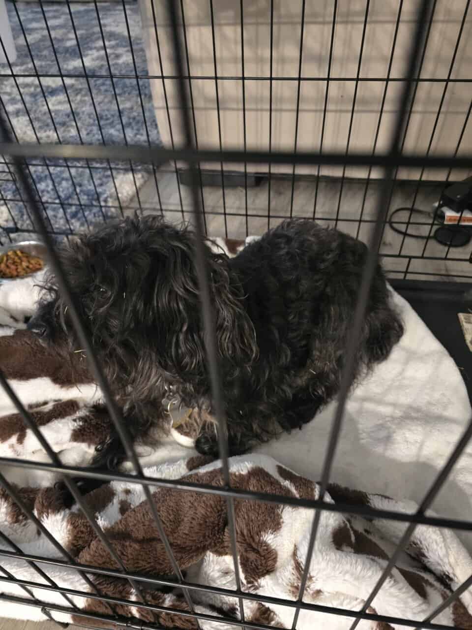 Yorkiepoo for adoption image 2