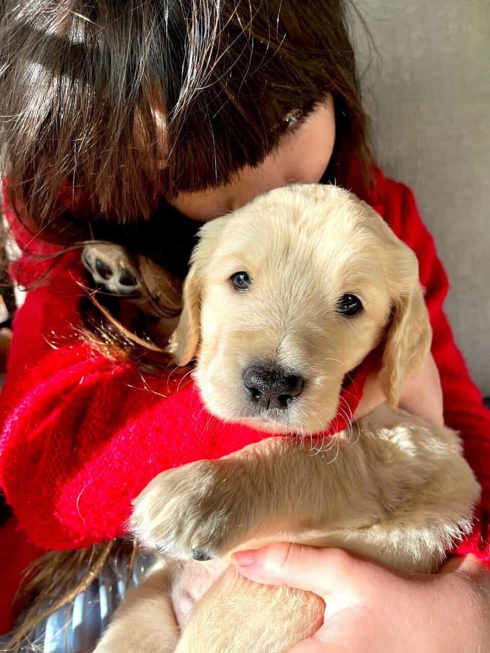 Birdy - Playful Goldendoodle Puppy – Hypoallergenic, Smart image 1