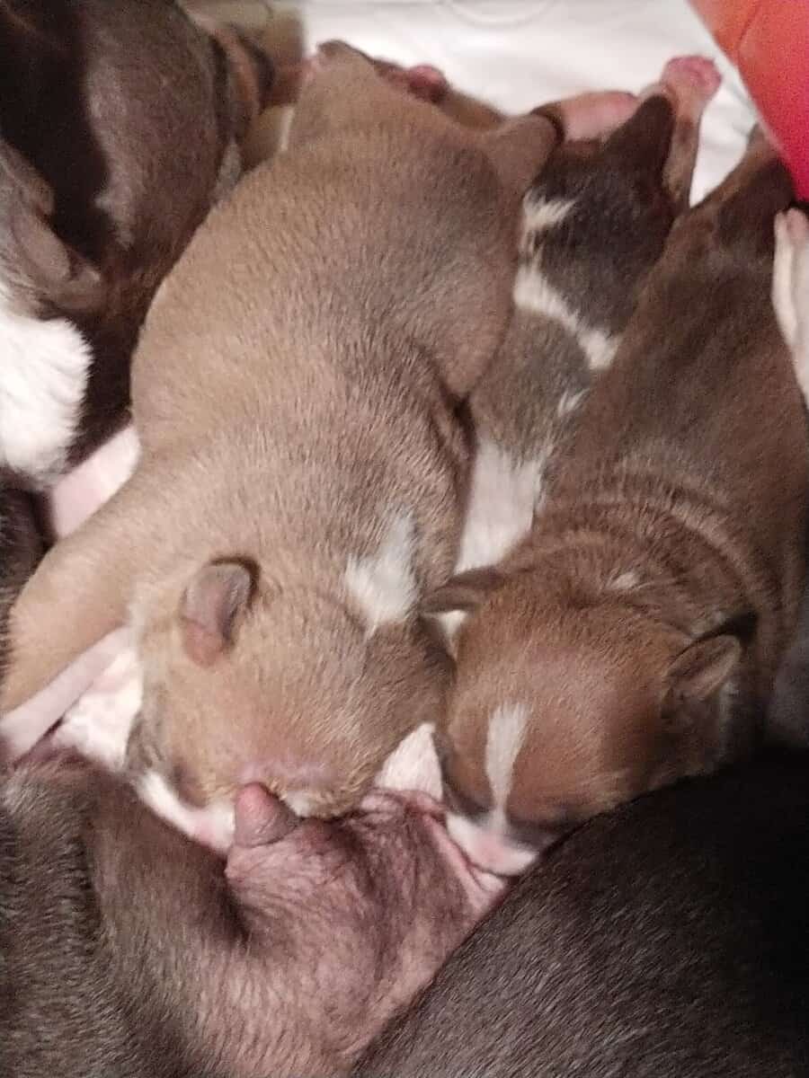 Premium Pocket Bully Puppies – Males & Females image 5