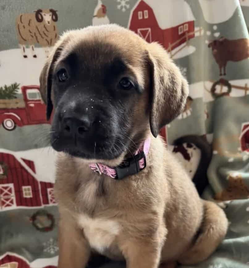 Saint Shepherd Puppies. RARE! image 1