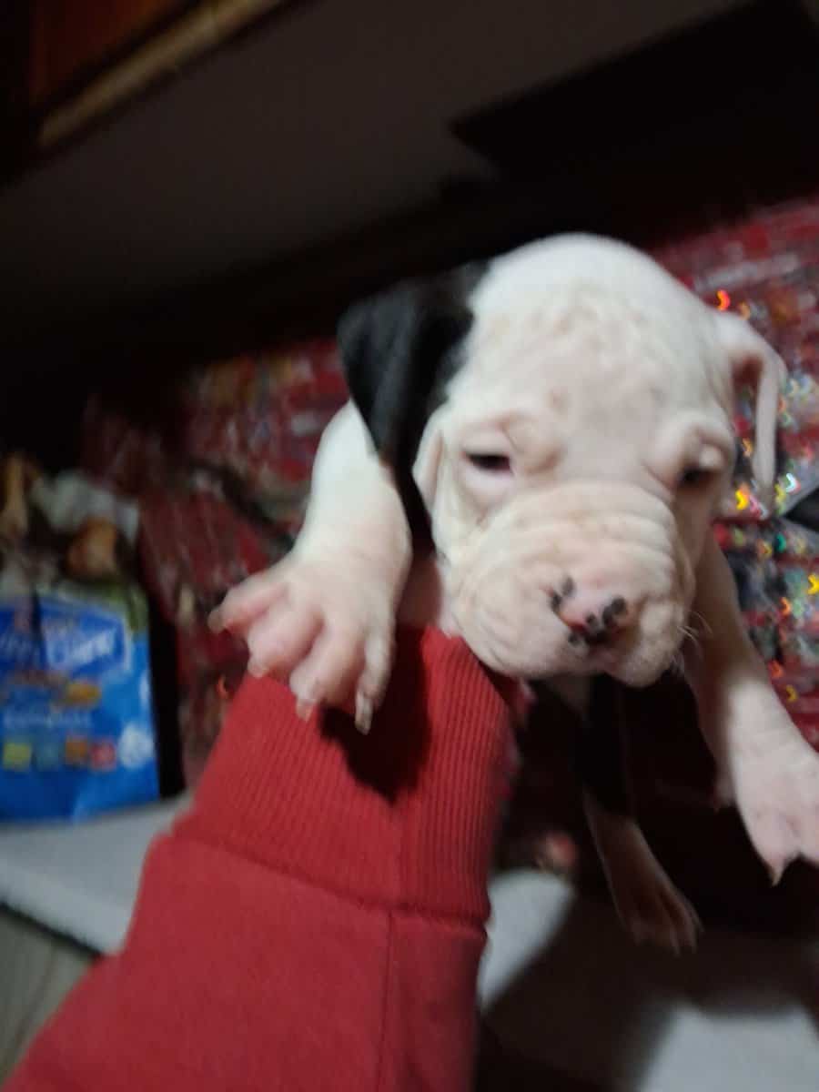 Cute pitbull pups image 5